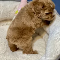 AKC Red toy female, a female Miniature Schnauzer for sale in Calhoun, GA – Photo 8 of 10