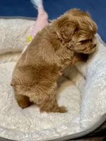 AKC Red toy female, a female Miniature Schnauzer for sale in Calhoun, GA – Photo 8 of 10