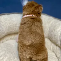 AKC Red toy female, a female Miniature Schnauzer for sale in Calhoun, GA – Photo 10 of 10