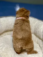 AKC Red toy female, a female Miniature Schnauzer for sale in Calhoun, GA – Photo 10 of 10