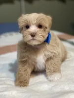 Red male, a male Miniature Schnauzer for sale in Calhoun, GA – Photo 1 of 10