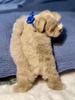 Red male, a male Miniature Schnauzer for sale in Calhoun, GA – Photo 10 of 10