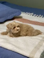 Red male, a male Miniature Schnauzer for sale in Calhoun, GA – Photo 8 of 10