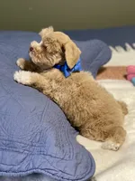 Red male, a male Miniature Schnauzer for sale in Calhoun, GA – Photo 3 of 10