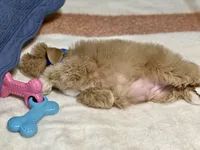 Red male, a male Miniature Schnauzer for sale in Calhoun, GA – Photo 7 of 10