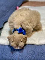 Red male, a male Miniature Schnauzer for sale in Calhoun, GA – Photo 4 of 10