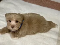 Red male, a male Miniature Schnauzer for sale in Calhoun, GA – Photo 5 of 10