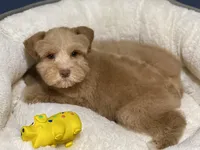 Red wheaten male, a male Miniature Schnauzer for sale in Calhoun, GA – Photo 1 of 6