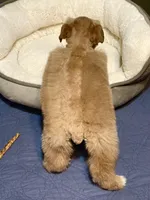 Red wheaten male, a male Miniature Schnauzer for sale in Calhoun, GA – Photo 3 of 6