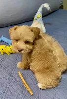 Red wheaten male, a male Miniature Schnauzer for sale in Calhoun, GA – Photo 4 of 6