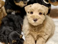 AKC Red Female Blue eyes, a female Miniature Schnauzer for sale in Calhoun, GA – Photo 7 of 10