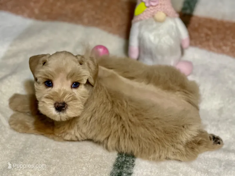 AKC Red Female Blue eyes