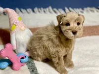 AKC Red Female Blue eyes, a female Miniature Schnauzer for sale in Calhoun, GA – Photo 10 of 10
