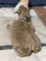 AKC Red Female Blue eyes, a female Miniature Schnauzer for sale in Calhoun, GA – Photo 6 of 10