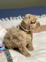 AKC Red Female Blue eyes, a female Miniature Schnauzer for sale in Calhoun, GA – Photo 3 of 10