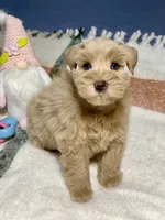 AKC Red Female Blue eyes, a female Miniature Schnauzer for sale in Calhoun, GA – Photo 8 of 10