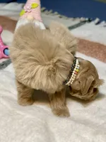 AKC Red Female Blue eyes, a female Miniature Schnauzer for sale in Calhoun, GA – Photo 4 of 10