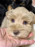 AKC Red Female Blue eyes, a female Miniature Schnauzer for sale in Calhoun, GA – Photo 2 of 10