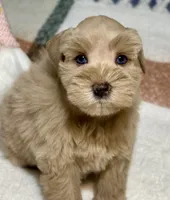 AKC Red Female Blue eyes, a female Miniature Schnauzer for sale in Calhoun, GA – Photo 9 of 10