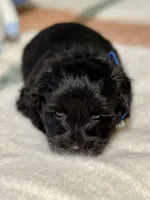 Black green collar male, a male Miniature Schnauzer for sale in Calhoun, GA – Photo 5 of 10