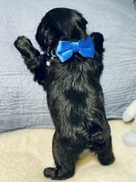 Black green collar male, a male Miniature Schnauzer for sale in Calhoun, GA – Photo 2 of 10