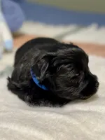 Black green collar male, a male Miniature Schnauzer for sale in Calhoun, GA – Photo 8 of 10