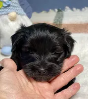 Black green collar male, a male Miniature Schnauzer for sale in Calhoun, GA – Photo 3 of 10