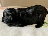 Black green collar male, a male Miniature Schnauzer for sale in Calhoun, GA – Photo 4 of 10