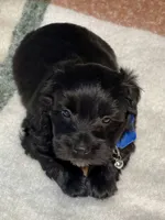 Black green collar male, a male Miniature Schnauzer for sale in Calhoun, GA – Photo 9 of 10