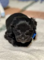 Black green collar male, a male Miniature Schnauzer for sale in Calhoun, GA – Photo 7 of 10