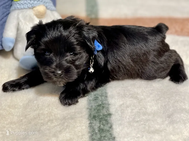 Black green collar male
