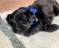 Black green collar male, a male Miniature Schnauzer for sale in Calhoun, GA – Photo 10 of 10