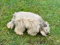 Little Mister, a male Miniature Schnauzer for sale in Calhoun, GA – 7 of 10