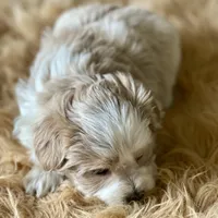 Bougie Red Roan Wheaten parti AKC, a female Miniature Schnauzer for sale in Calhoun, GA – Photo 3 of 10