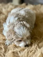 Bougie Red Roan Wheaten parti AKC, a female Miniature Schnauzer for sale in Calhoun, GA – Photo 3 of 10