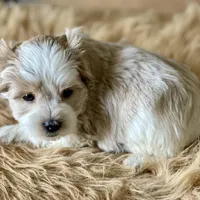 Bougie Red Roan Wheaten parti AKC, a female Miniature Schnauzer for sale in Calhoun, GA – Photo 7 of 10