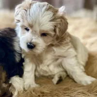 Bougie Red Roan Wheaten parti AKC, a female Miniature Schnauzer for sale in Calhoun, GA – Photo 4 of 10