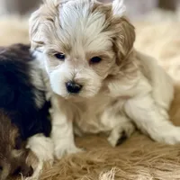 Bougie Red Roan Wheaten parti AKC, a female Miniature Schnauzer for sale in Calhoun, GA – Photo 5 of 10