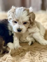 Bougie Red Roan Wheaten parti AKC, a female Miniature Schnauzer for sale in Calhoun, GA – Photo 5 of 10