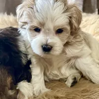 Bougie Red Roan Wheaten parti AKC, a female Miniature Schnauzer for sale in Calhoun, GA – Photo 8 of 10