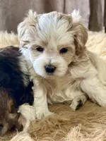 Bougie Red Roan Wheaten parti AKC, a female Miniature Schnauzer for sale in Calhoun, GA – Photo 8 of 10