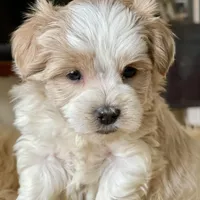 Bougie Red Roan Wheaten parti AKC, a female Miniature Schnauzer for sale in Calhoun, GA – Photo 1 of 10