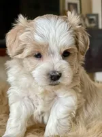 Bougie Red Roan Wheaten parti AKC, a female Miniature Schnauzer for sale in Calhoun, GA – Photo 1 of 10