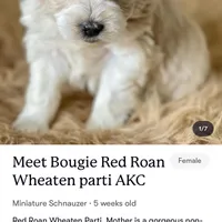Bougie Red Roan Wheaten parti AKC, a female Miniature Schnauzer for sale in Calhoun, GA – Photo 10 of 10