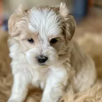 Bougie Red Roan Wheaten parti AKC, a female Miniature Schnauzer for sale in Calhoun, GA – Photo 2 of 10