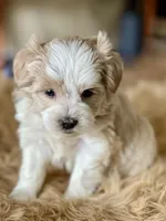 Bougie Red Roan Wheaten parti AKC, a female Miniature Schnauzer for sale in Calhoun, GA – Photo 2 of 10