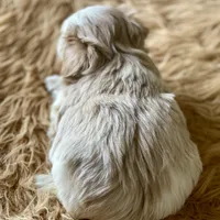 Bougie Red Roan Wheaten parti AKC, a female Miniature Schnauzer for sale in Calhoun, GA – Photo 9 of 10