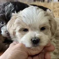 Bougie Red Roan Wheaten parti AKC, a female Miniature Schnauzer for sale in Calhoun, GA – Photo 6 of 10