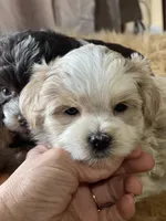 Bougie Red Roan Wheaten parti AKC, a female Miniature Schnauzer for sale in Calhoun, GA – Photo 6 of 10