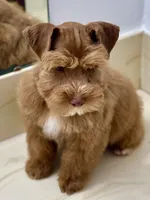 Tinker Dark Red Wheaten , a male Miniature Schnauzer for sale in Calhoun, GA – Photo 1 of 10